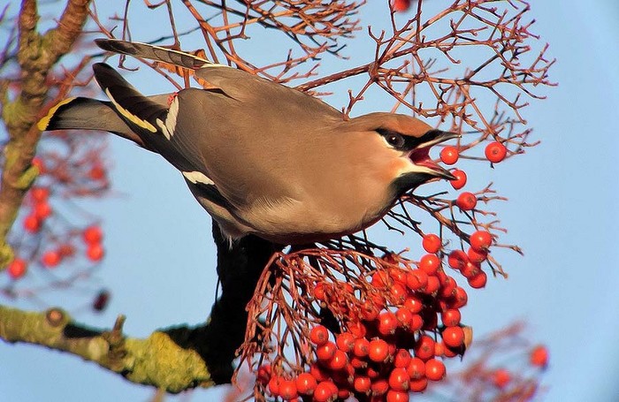Waxwing