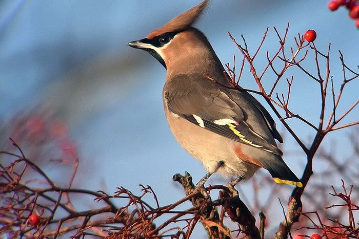 Waxwing