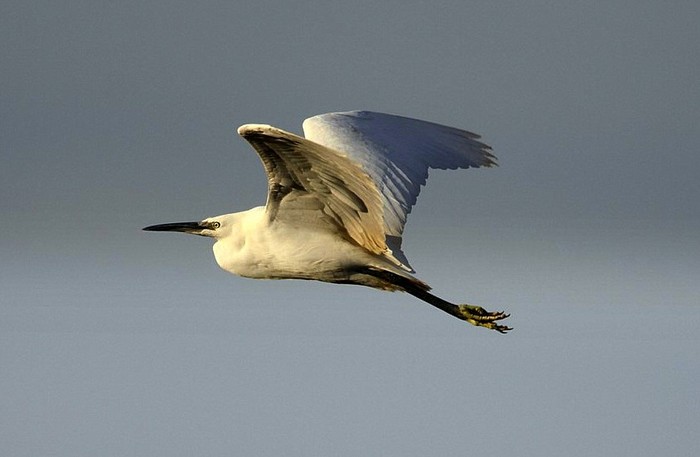 Little Egret