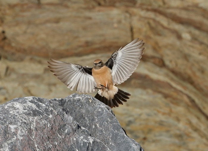 Desert Wheatear