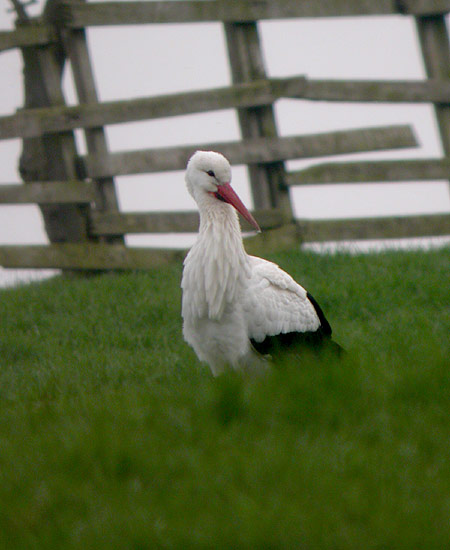 White Stork