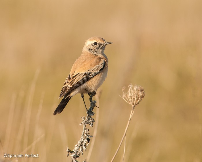 Desert Wheatear