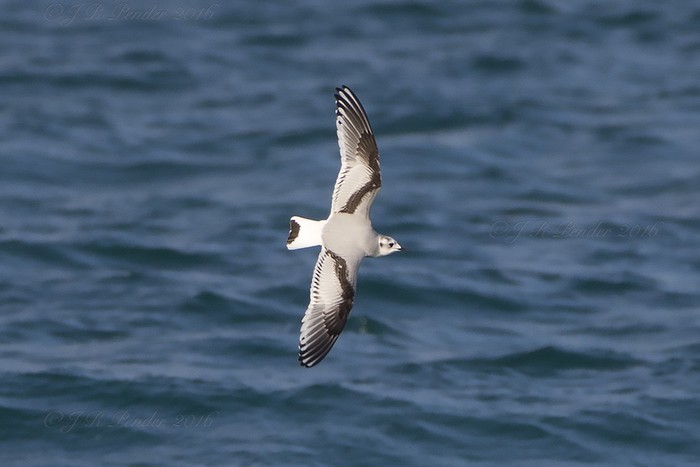 Little Gull