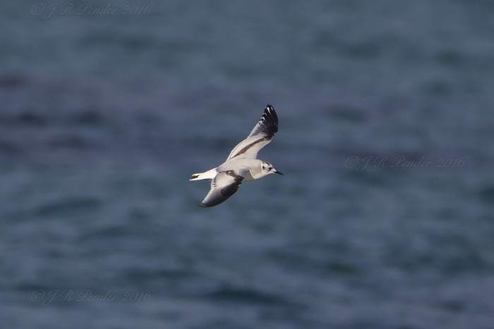 Little Gull