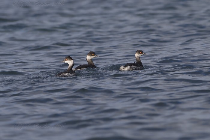 Black-necked Grebe