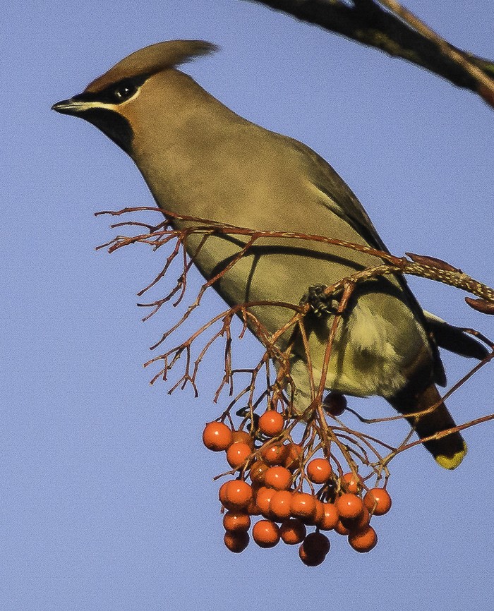 Waxwing