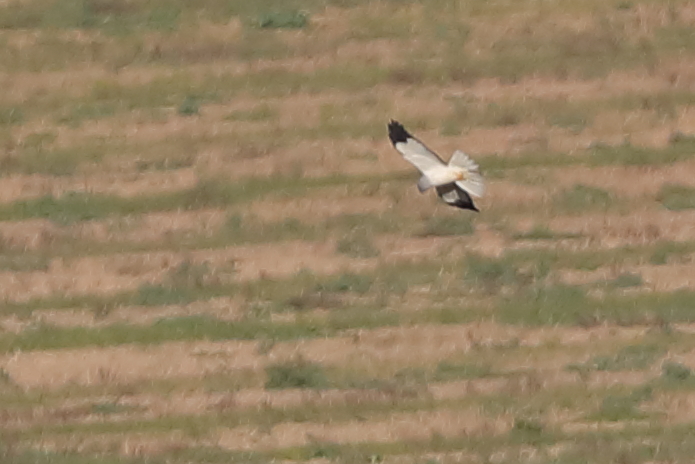 Hen Harrier