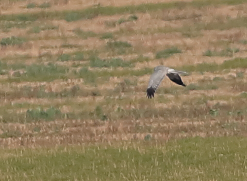 Hen harrier
