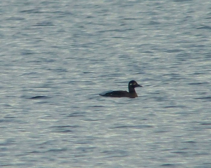 Velvet Scoter