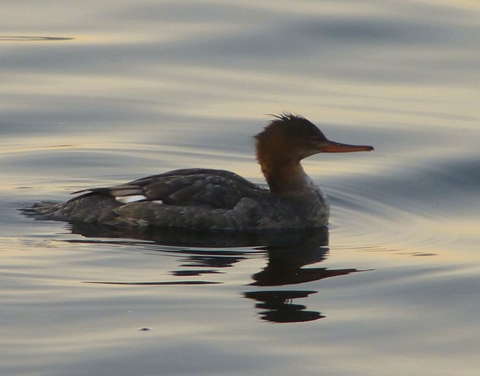 Red-breasted Merganser
