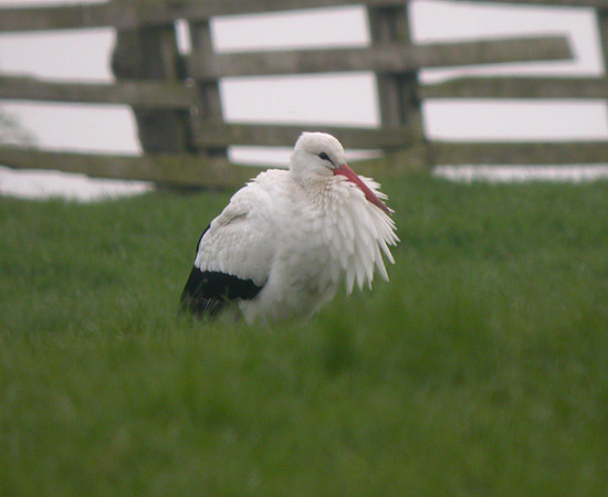 White Stork