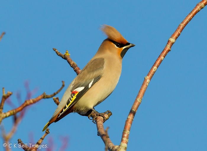 Waxwing