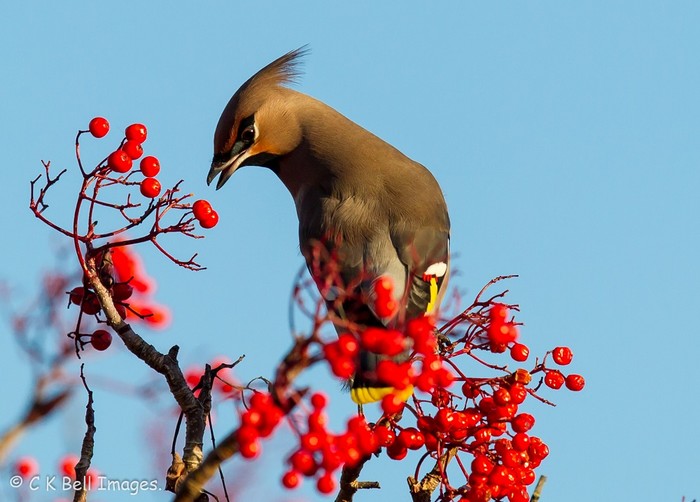 Waxwing