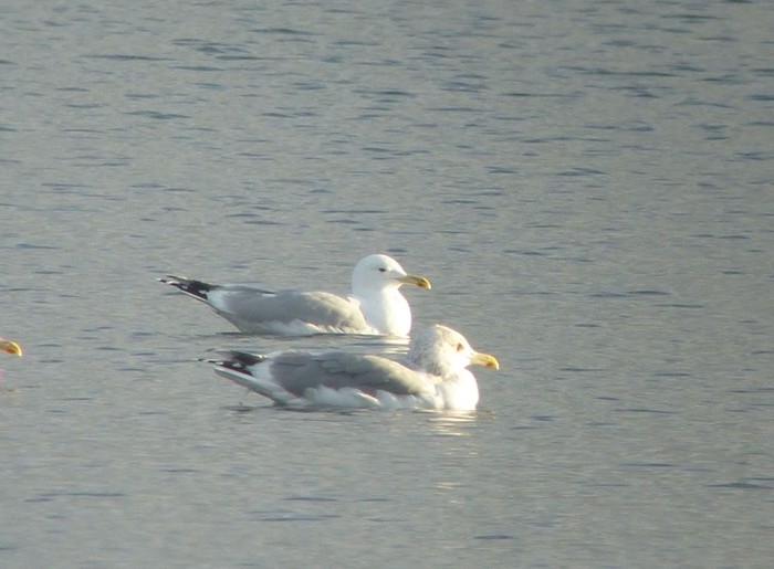 Caspian Gull