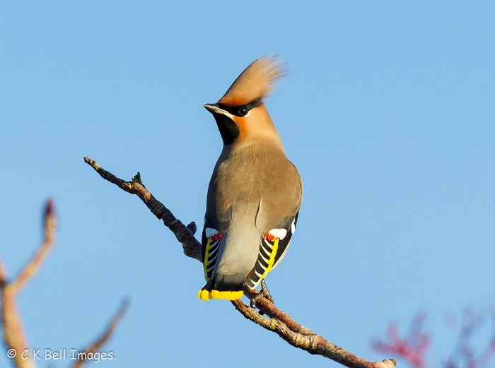 Waxwing