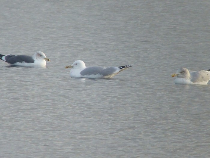 Caspian Gull