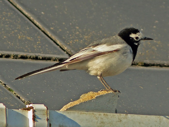 Masked Wagtail