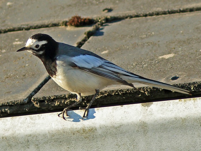 Masked Wagtail