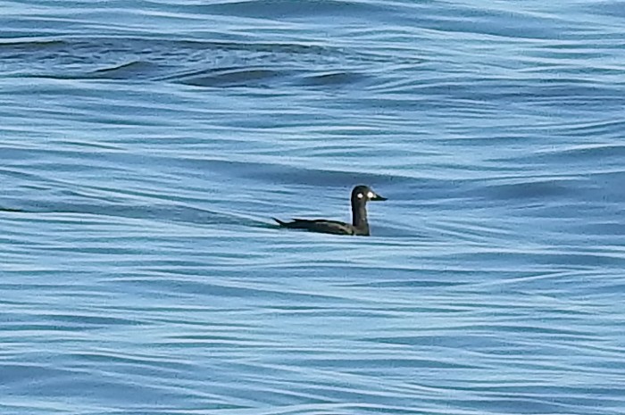 Velvet Scoter