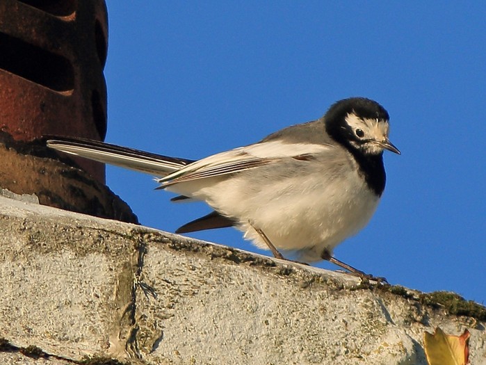 Masked Wagtail