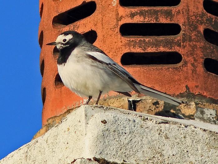 Masked Wagtail