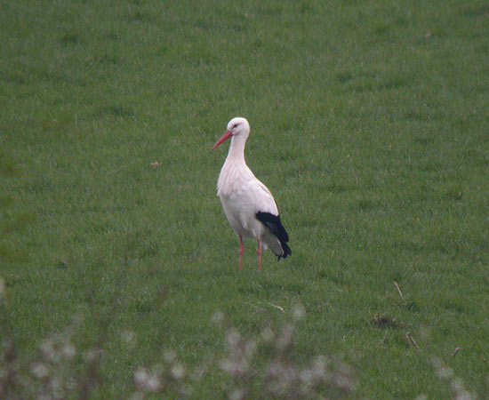 White Stork