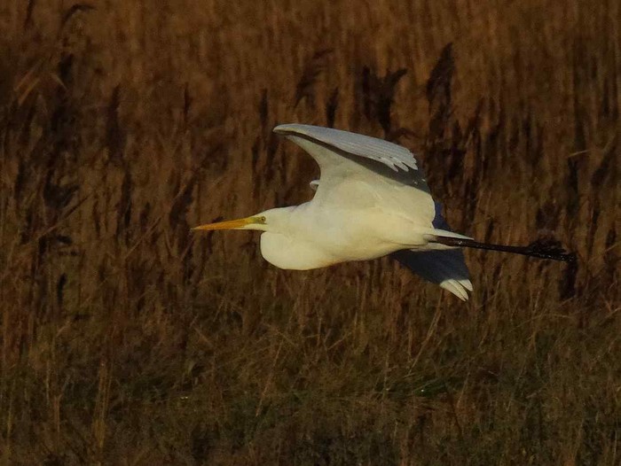 Great White Egret