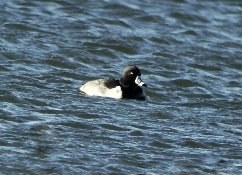 Ring-necked Duck