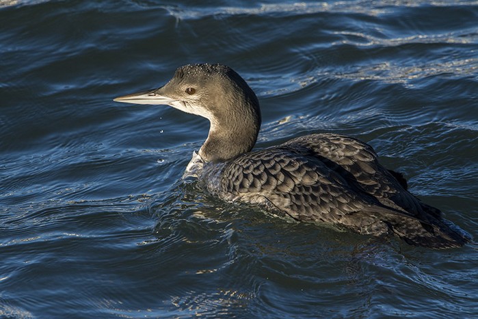 Great Northern Diver