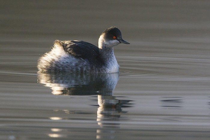 Black-necked Grebe