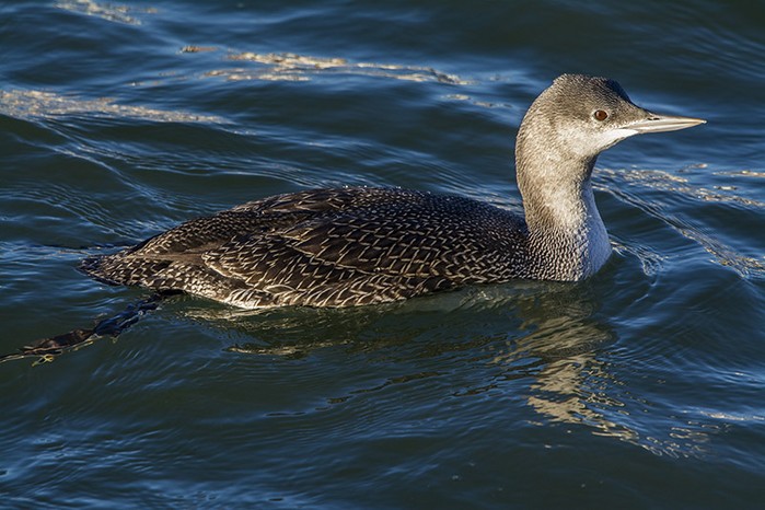 Red-throated Diver