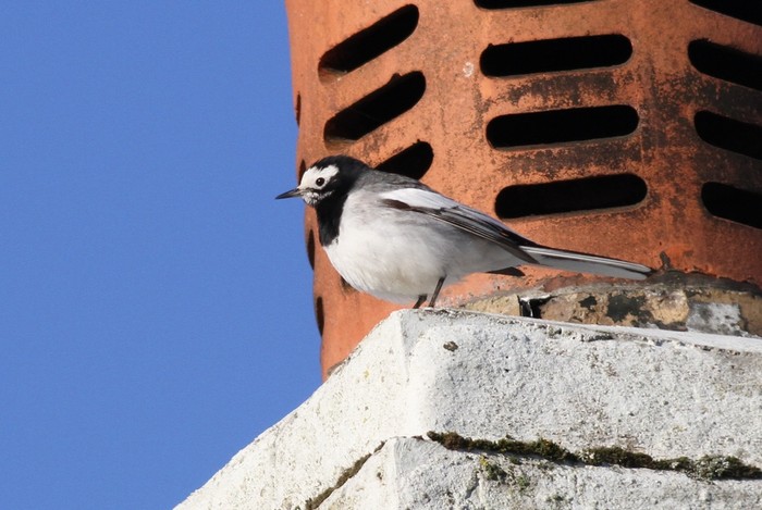Masked Wagtail