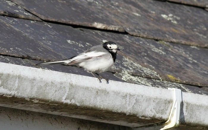 Masked Wagtail