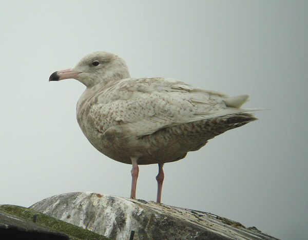 Glaucous Gull