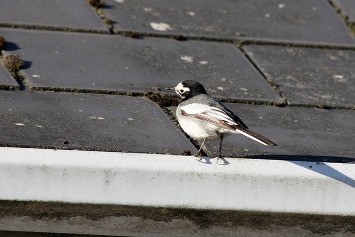 Masked Wagtail