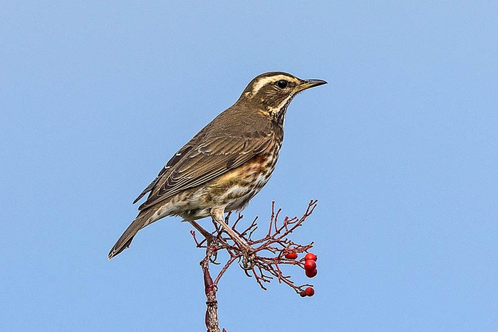 Redwing