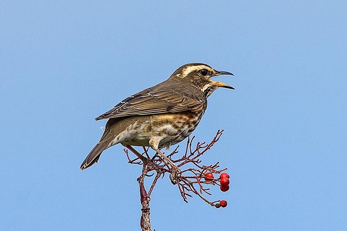 Redwing