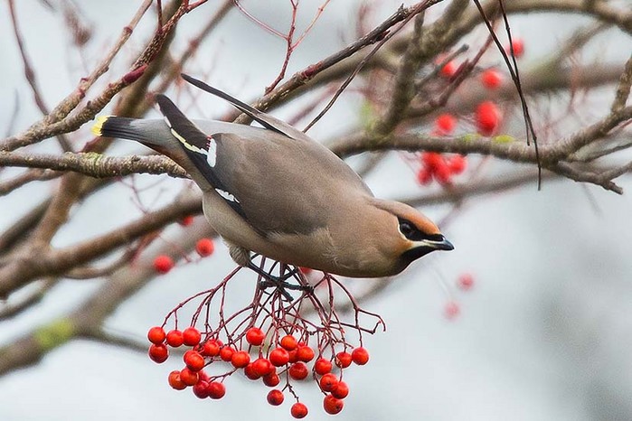 Waxwing