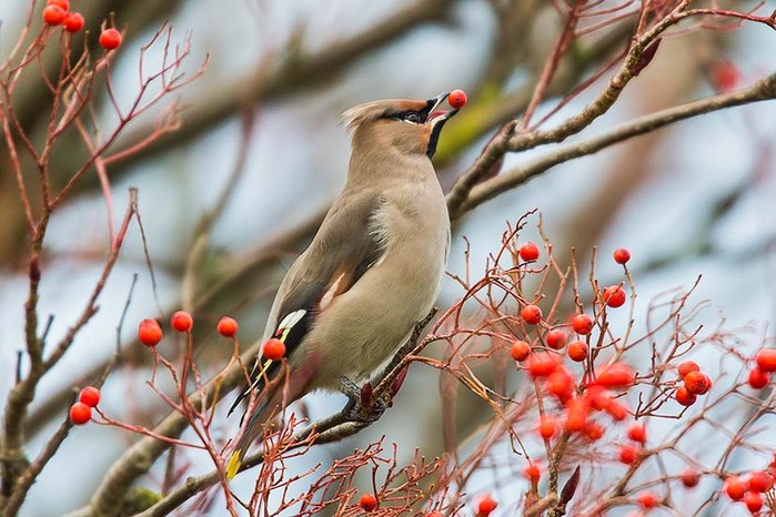Waxwing