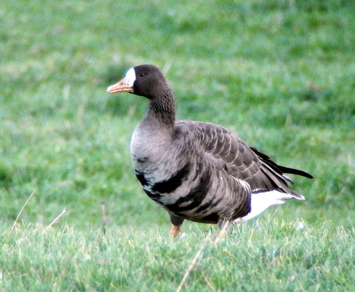 Greenland White-fronted Goose
