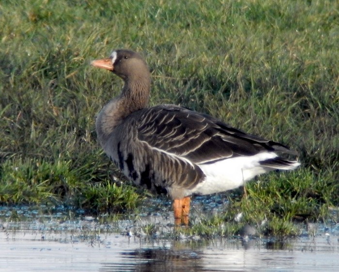 Greenland White-fronted Goose