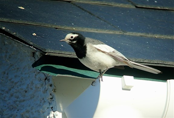 Masked Wagtail