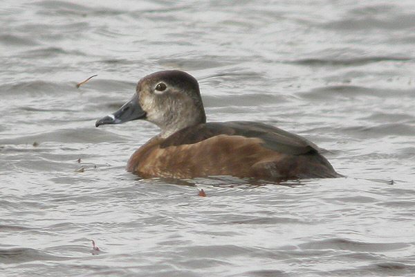 Ring-necked Duck
