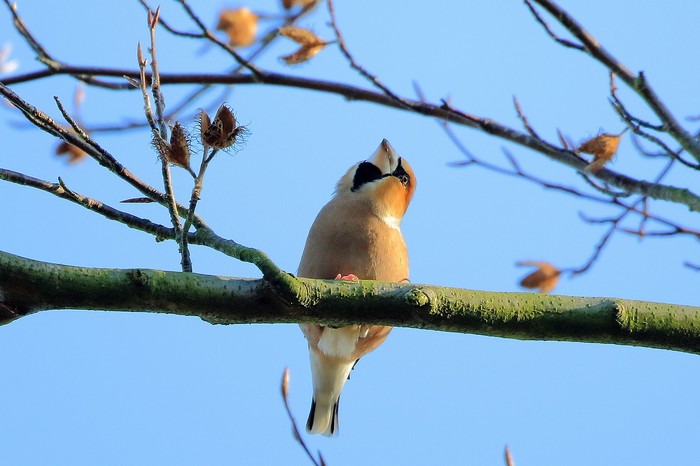 Hawfinch