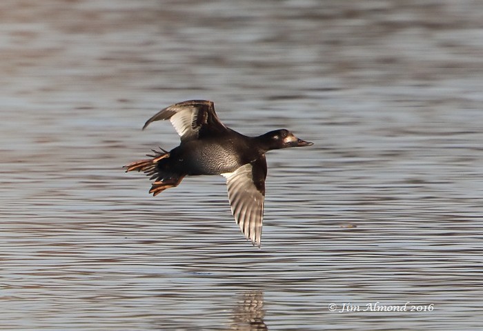 Velvet Scoter
