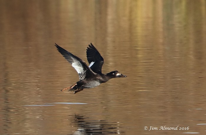 Velvet Scoter