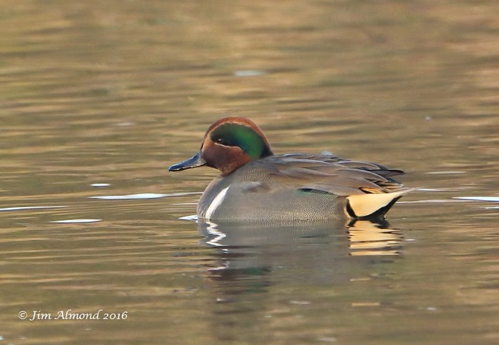 Green-winged Teal