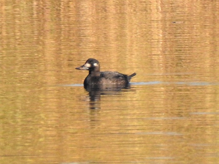 Velvet Scoter