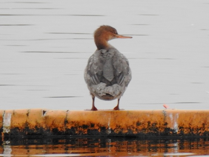 Red-breasted Merganser