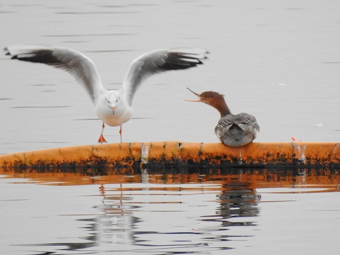 Red-breasted Merganser